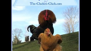 Chickens Mating
