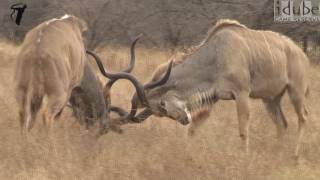 Magnificent Kudu Bulls Lock Horns In Dominance Battle
