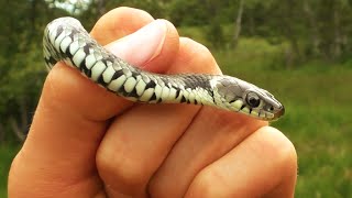 Herping Italy Summer 2014 + New Footage! ~ Aesculapian Snakes, Grass Snakes, Slow Worms and more!