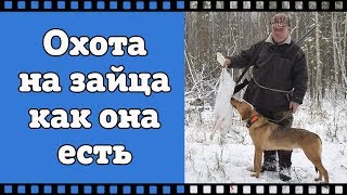 Охота на зайца с русской гончей как она есть. Как добыть зайца зимой. Рекомендуем к просмотру.