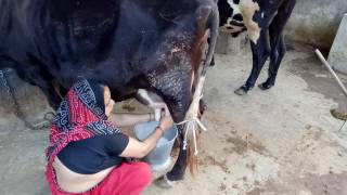 How to milking cow by hand Cow Milk video