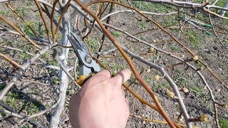 Интенсивная обрезка  груши.