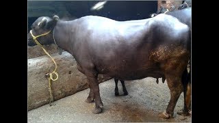 Nutrition formula for animals in urdu/hindi / doodh denay walay janwar k liay vanda