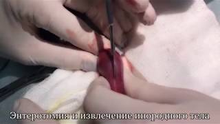 Удаление инородного тела из кишечника у собаки (персиковая косточка) | Intestinal foreign body