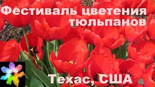 ? Фестиваль цветения тюльпанов. Далласский Дендропарк. Техас