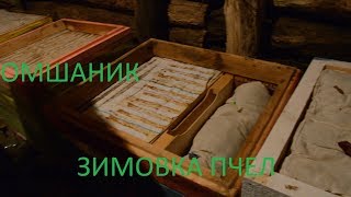 Пчеловодство | Зимовка в омшанике, как проходит зимовка пчел 2019?