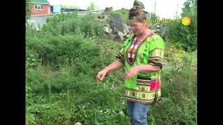 Нимфея в Сибири растет без проблем
