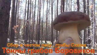 Боровик Тонны грибов Боровиков Сбор в тайге Сибирь Счастливые люди Белые грибы белый гриб лес охота