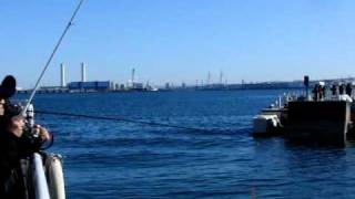 横浜港・みなとみらい地区・スズキ釣り・・・数匹が・朝の風景