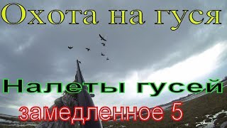 ОХОТА НА ГУСЯ. Налеты гусей. Замедленное 5