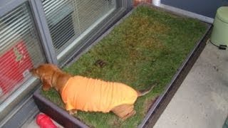 Porch Potty Sod Review
