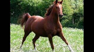 VIAGRA - For Horses!