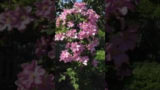Клематис Комтес де бушо