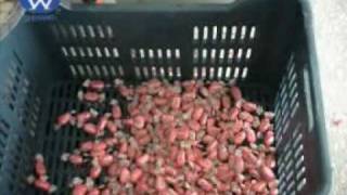 Упаковка методом двойного перекрута