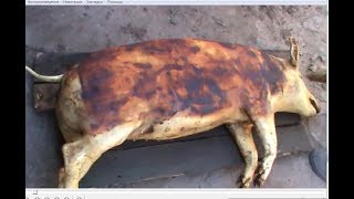 Смалим свинку /  Smalim the pig