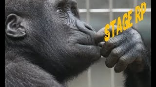 Обзор Stage rp и стоит ли на нем играть | Samp