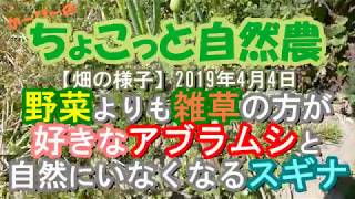 【自然農法の畑】雑草の方が好きなアブラムシと自然にいなくなるスギナ：2019年4月4日農園記録