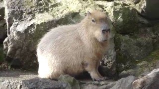 【動物】カピバラ母さん（いくら）の食後の歯磨き　Capybara to toothpaste after meals