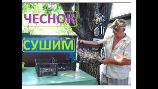 ЧЕСНОК сушим для хранения до ПОСАДКИ