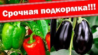 Перцы и баклажаны. Чем подкормить?