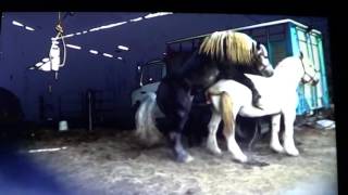 Horse Runs Off With Stupid Human Because Of Missed Warnings - Good Stud Breeding