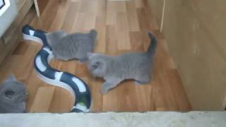 Голубые британские котята. 1.5 месяца. П-к SILVERY SNOW