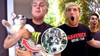 I STOLE BROTHER LOGANS NEW PUPPY!! (rip kong)