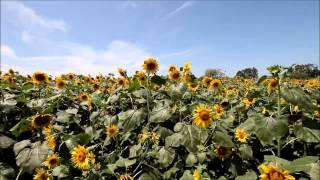 해바라기꽃 바람에 흔들리는 풍경-태믹스의 자연풍경 콘텐츠