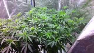 Chem4 OG Day 1 Flowering Hydro SCROG