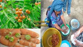 Tiempo de germinacion varias semillas PARTE 1