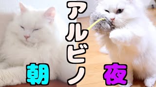 アルビノ猫は朝と夜の行動の違いがすごい！！