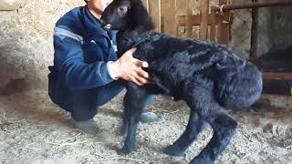 Гиссарские ягнята на продажу. Анвар Рустемов. +77017224679 ватцап
