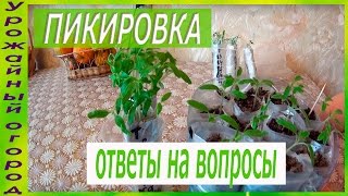 РАССАДА ТОМАТОВ ПЕРЕД ПИКИРОВКОЙ!!!ОТВЕТЫ НА ВОПРОСЫ!