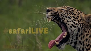 safariLIVE - Sunset Safari - Nov. 15, 2017