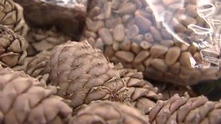 Владимир Кашин на открытии выставки «Дикоросы - национальный экологический ресурс России»
