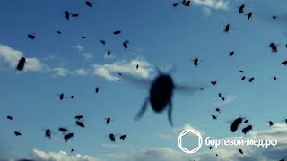 Естественное заселение борти пчёлами