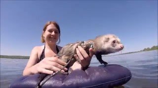 Веселый домашний хорек Фрэдди - Funny Ferret