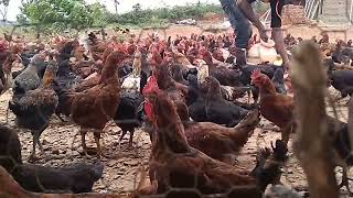 Nati koli chicks and farm nagamangala 9743681294