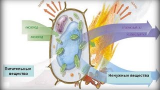 Обмен веществ фото