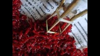 Лайфхак Быстрый  МОТЫЛЬ для рыбалки. Мотыль в шоке .Как быстро надеть мотыль на крючок.