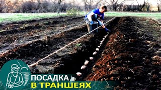 Посадка картофеля при выращивании по траншейной технологии Гордеевых