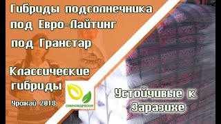 Семена подсолнечника под Евро-Лайтинг, под Гранстар и классические гибриды устойчивые к заразихе.