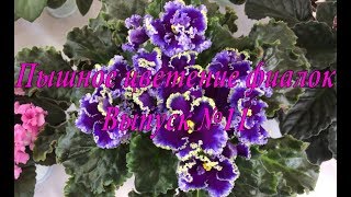Красивые сорта фиалок(Выпуск №11)