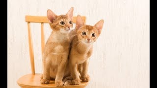 Веселые абиссинские котики | Приколы про абиссинских кошек