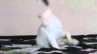 Белый мейн кун котенок COONWOOD`s Zoltan, 3,5 месяца.