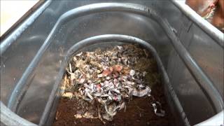 Worm Composting - How to create your own Worm Bin