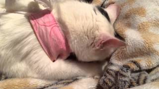 Котёнок Боня сосет плед! Думает, что это мама -кошка!