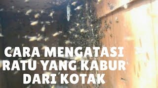 CARA mengatasi RATU yang kabur dari kotak