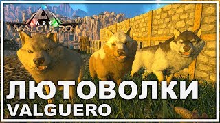Приручаем ЛЮТОВОЛКОВ на VALGUERO - AVALON ARK | ARK: Survival Evolved