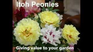 Itoh Peonies Planteck